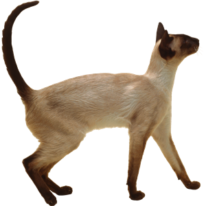 猫png - 50450